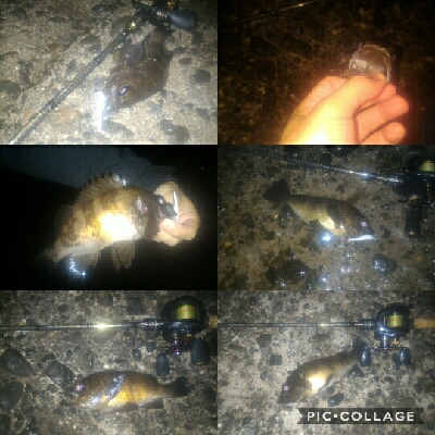 やってきましたメバル＆ガシラポンポン2018